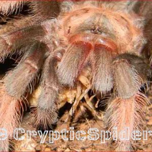 Brachypelma emilia