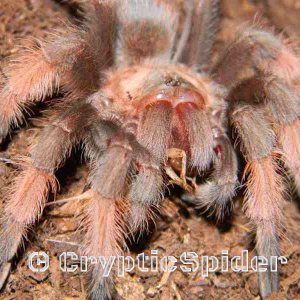 Brachypelma emilia