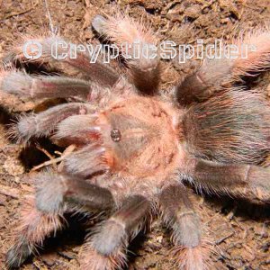 Brachypelma emilia