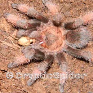 Brachypelma emilia