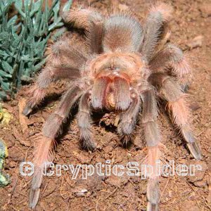 Brachypelma emilia