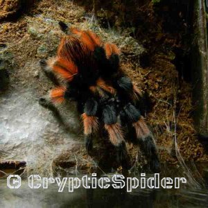 Brachypelma emilia