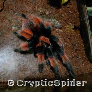 Brachypelma emilia