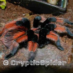 Brachypelma emilia