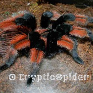 Brachypelma emilia