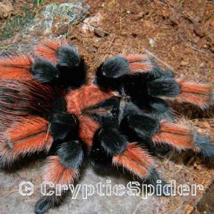 Brachypelma emilia