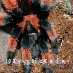 Brachypelma emilia