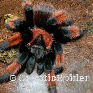 Brachypelma emilia