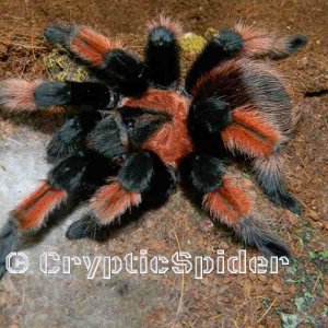 Brachypelma emilia