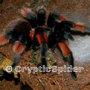 Brachypelma emilia