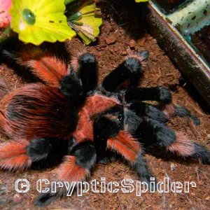 Brachypelma emilia