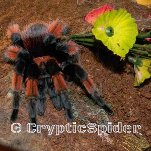 Brachypelma emilia