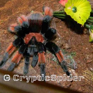 Brachypelma emilia