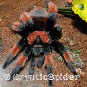 Brachypelma emilia