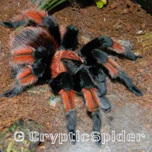 Brachypelma emilia