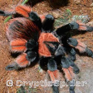 Brachypelma emilia