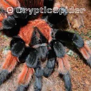 Brachypelma emilia