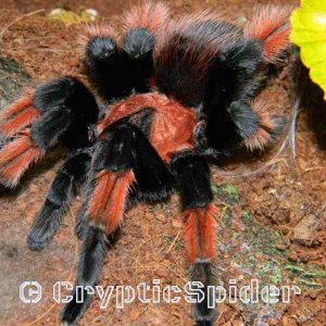 Brachypelma emilia