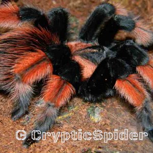 Brachypelma emilia