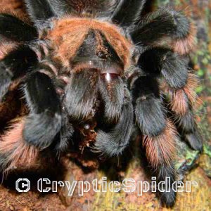 Brachypelma emilia