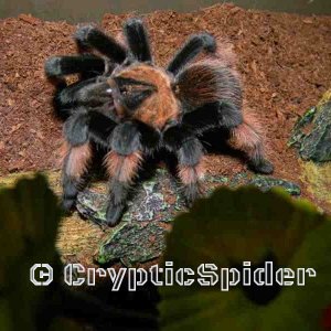 Brachypelma emilia