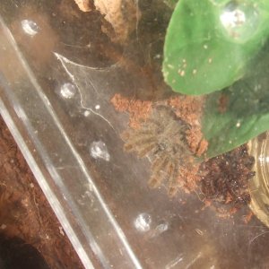 Stromatopelma calceatum - Peanut
