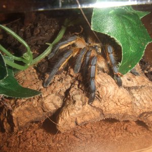 Harpactira Pulchripes - Zulu