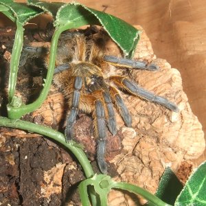 Harpactira Pulchripes - Zulu