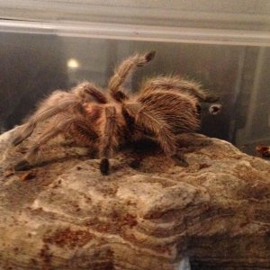 My G.porteri