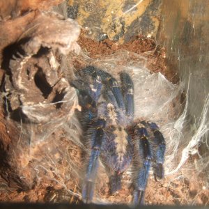 Poecilotheria metallica - Trip