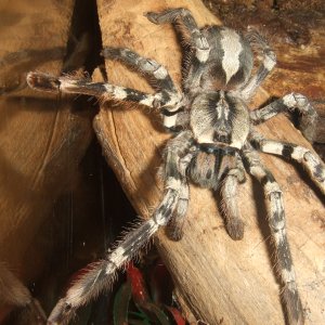 Poecilotheria vittata - Enn