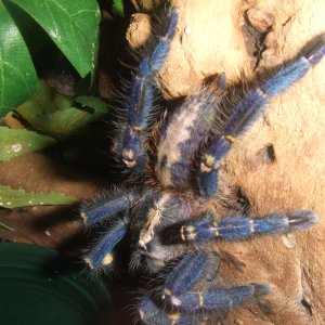 Poecilotheria metallica - Trip