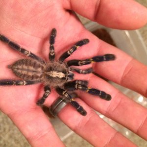 My calm girl Aqua Poecilotheria Metallica