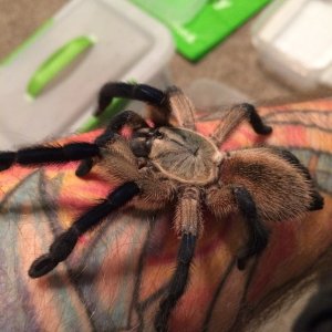 My calm girl Jewel Monocentropus Balfouri