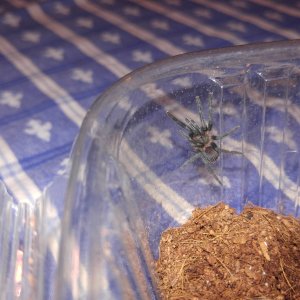 fresh molted b smithi