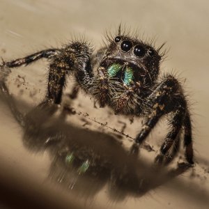 Phidippus audax.  Toronto, Canada