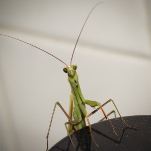 Mantis religiosa.  Toronto Ontario