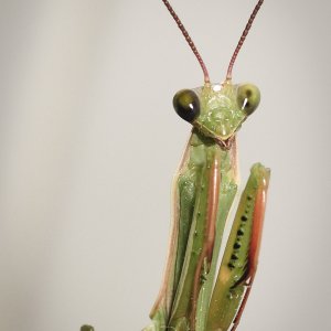 Mantis religiosa. Toronto Ontario