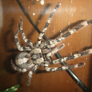 Poecilotheria vittata - Enn