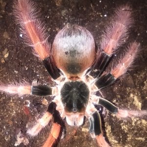 7-8" M. robustum female