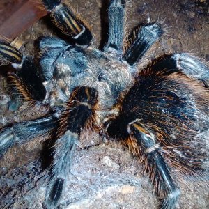 Aphonopelma aberrans female