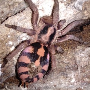 H. sp.  columbia "large" female