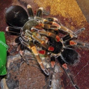 1.1 Megaphobema mesomelas