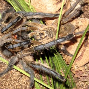 1.1 Harpactira pulchripes