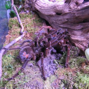 Theraphosa stirmi