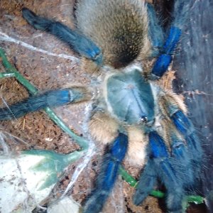 Female M. balfouri