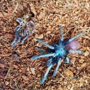 Thrigmopoeus psychedelicus 0.1