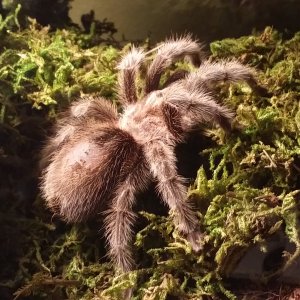 Shelob, my Chilean Rose