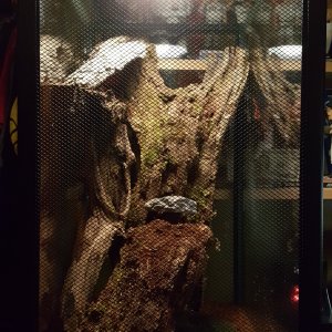 My Sri-Lankan Ornametal's enclosure