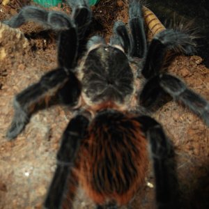 B. Vagans